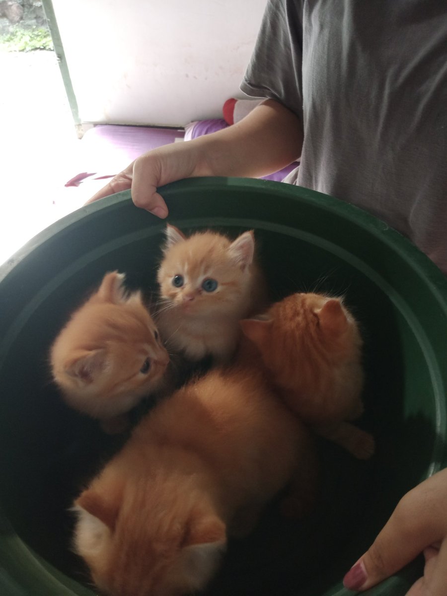 kochengfs's tweet photo. 🐈‍⬛ ini gimana ni, aku mau nyuci kok ada kapas gini😡 https://t.co/OfqqmNcp1M