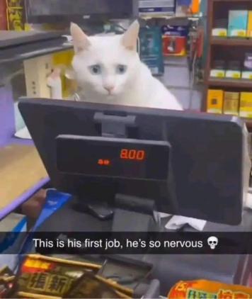 WholesomeMeme's tweet image. 