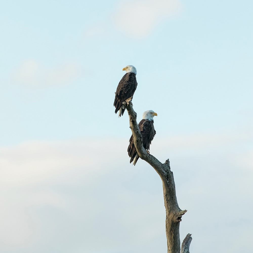 Sandee Harraden captured this photo of a bald eagle pair. Eagles return to the same nesting site every year. They've begun the process of repair &amp; maintenance. The preferred location is high in a tree.. 
#baldeagles #nationalheritageareas #nps #tlgv #thelastgreenvalley