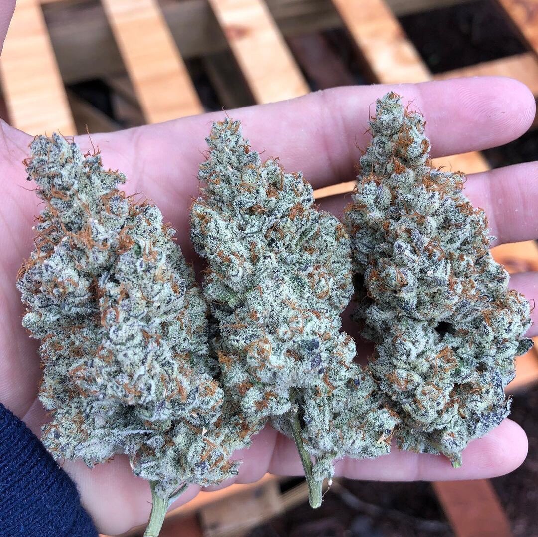 HighAssThinking's tweet photo. I’m going to call this Frosty Ice 😍 what about you? https://t.co/Zyau4Tn67h