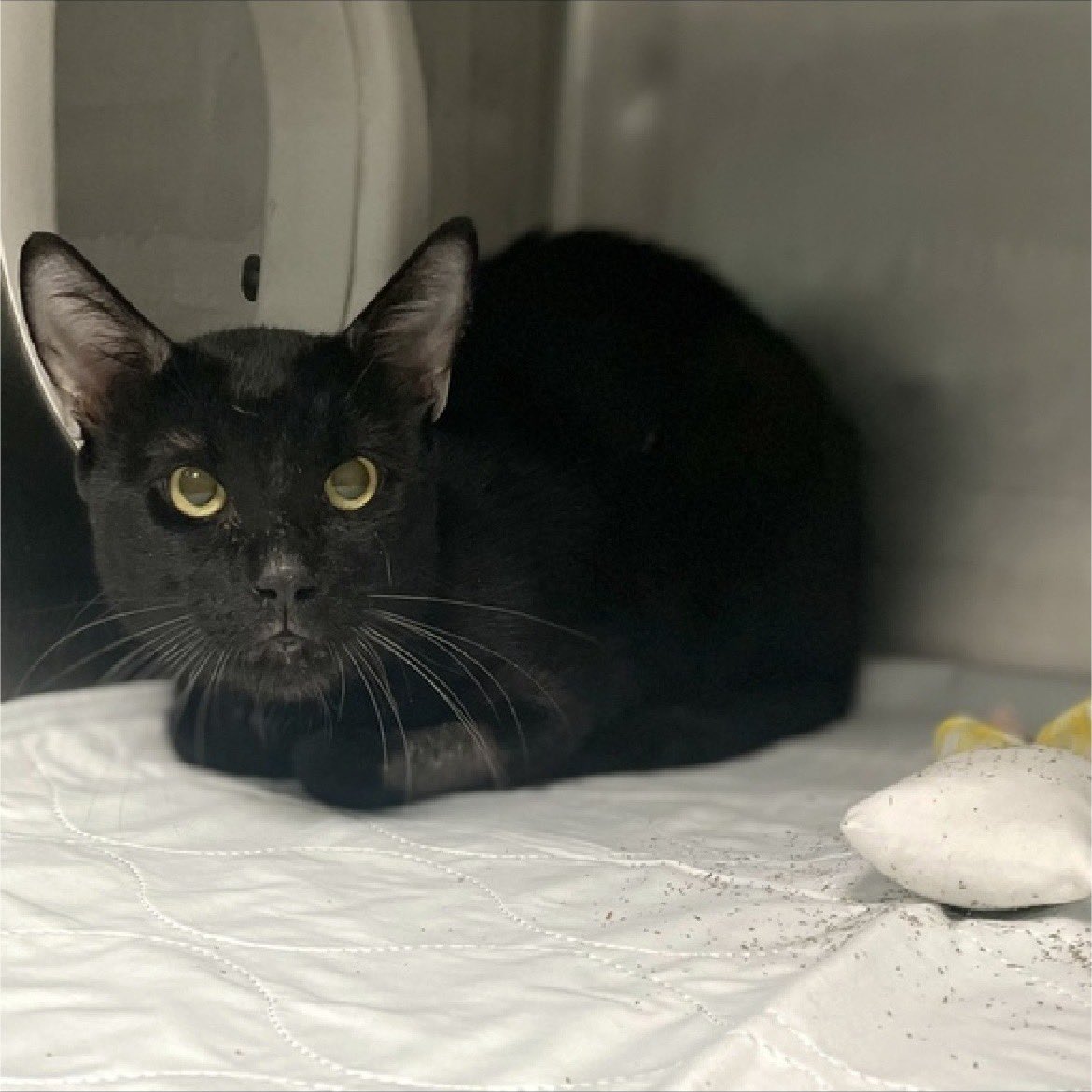 Kimberlykokourt's tweet photo. More Pics Of Handsome #Jericco From The #Brooklyn Animal Care Center (#NYCACC Shelter)That Is Scheduled For Euthanasia On Thursday January 5, 2023 At 12PM! #id160353 3 Year Old Male #BlackCat #CatsOfTwitter #Cat Has A URI, Hyporexia & Severe Weight Loss! #NYC #NY #Adopt #Foster https://t.co/TGt01DECEg