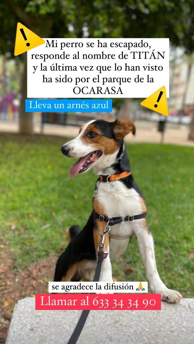 LGPomares's tweet image. El perro de mi prima se ha perdido en Orihuela, se llama Titán y está muy asustado. Fue visto por última vez ayer sobre las 20:30h en el parking del LIDL. Por favor, enviad cualquier información al teléfono de la imagen 🙏🙏