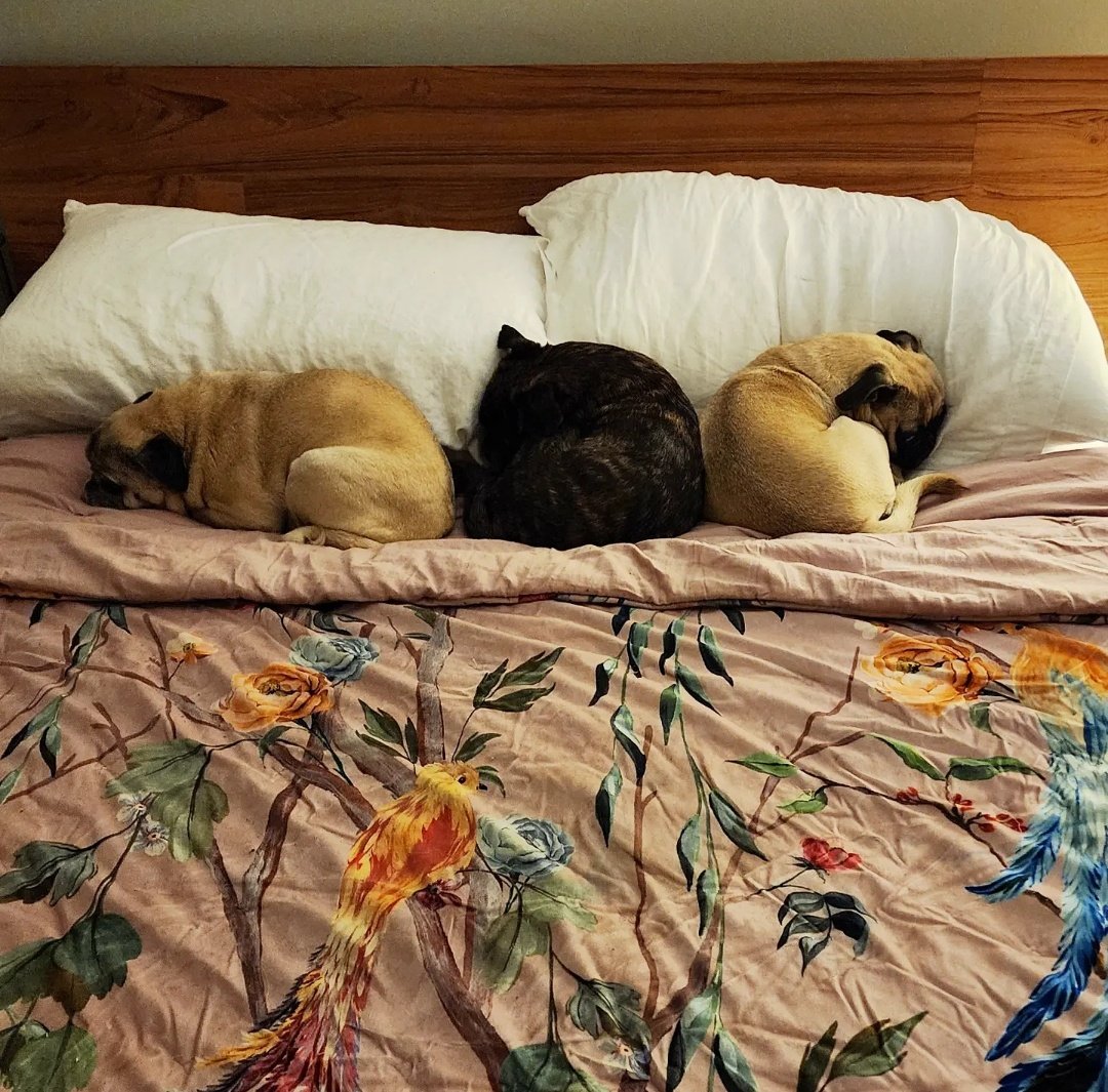 funaek's tweet photo. So I guess I'm sleeping at the foot of the bed tonight. #rosyposy #monkadoodledoo #pikapug #bedpugs #monkeyinthemiddle https://t.co/6B9ziQBf74