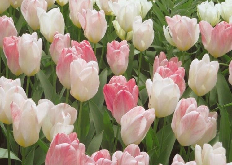 itmydefinition's tweet photo. wish your day bloom like flowers :-) https://t.co/WeLQRLIq27