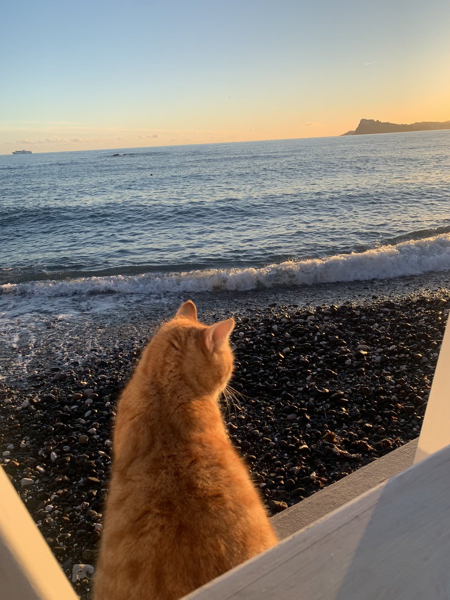 Mi affaccio alla finestra della vita con la forza e indipendenza di un gatto, senza, però, dimenticare l’affetto e la tenerezza verso le persone che amo. Opportunista solo se non ricevo rispetto!