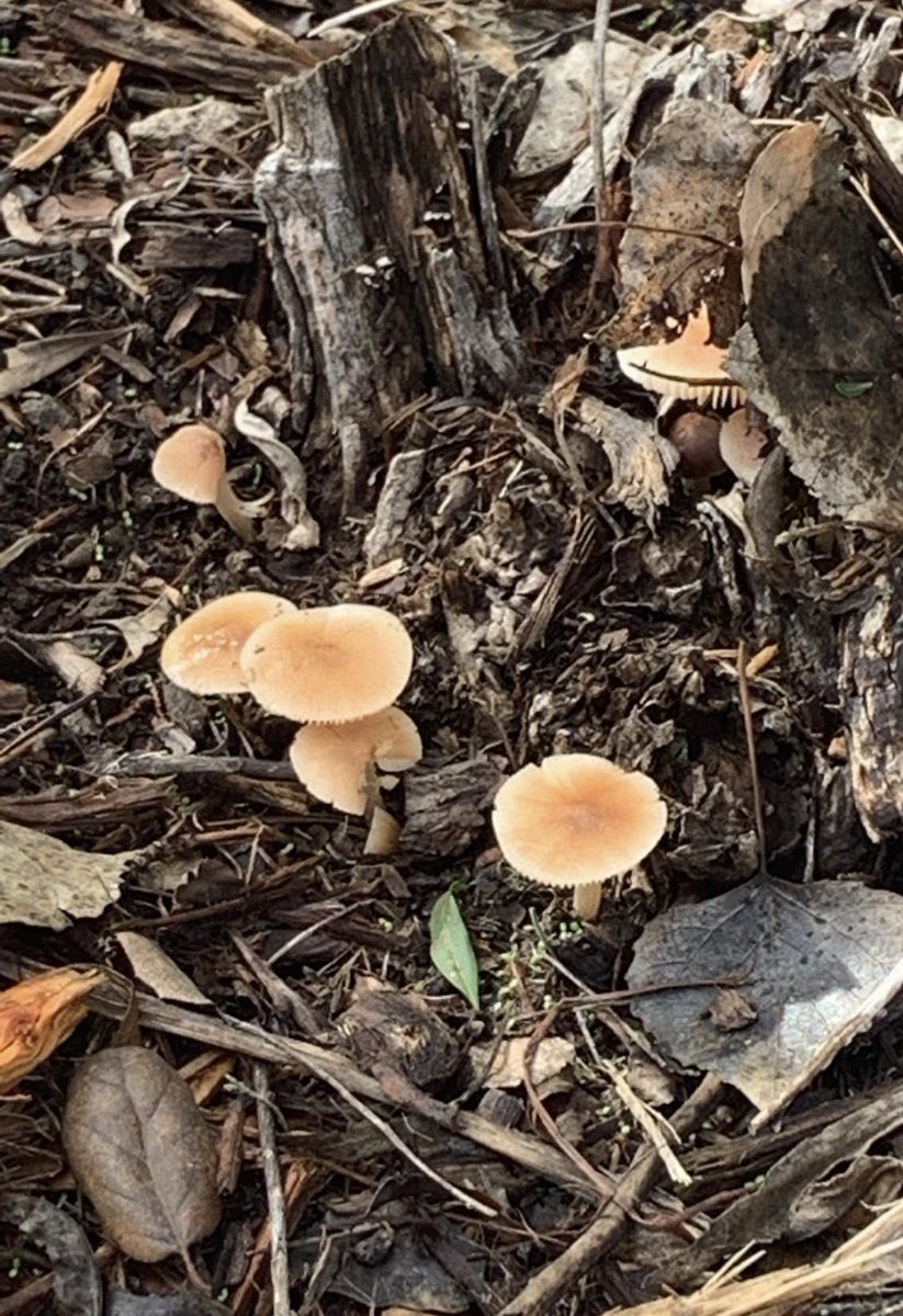 icyclimate's tweet image. #mushrooms #gooms #mushheads #hiking #LetMeAskYouEquestrian