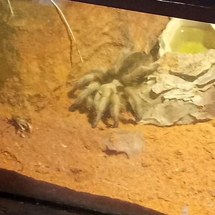 DrakeFowler18's tweet image. 