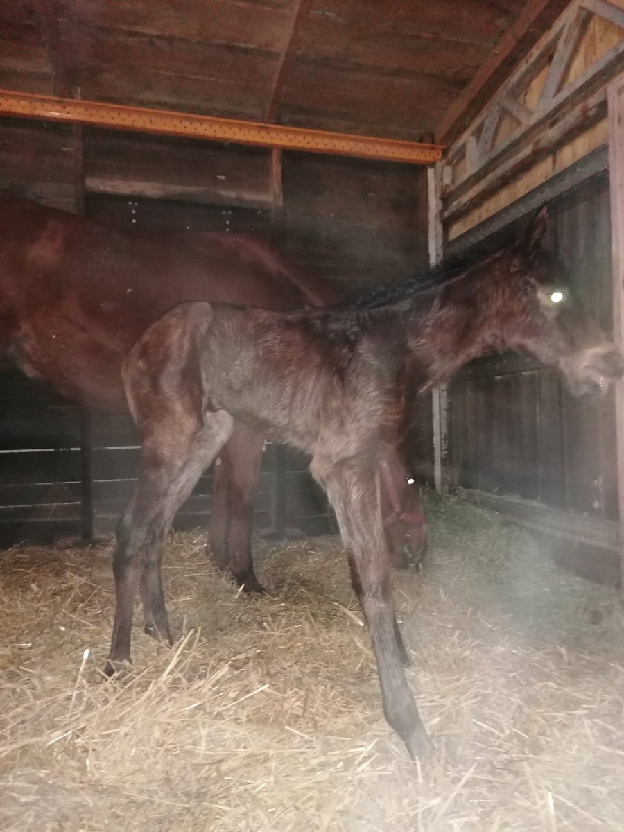Ülkemize geçtiğimiz sene gelen aygırlardan EPUALETTE nin ilk tayı akşam gözlerini dünyaya açtı sağlıklı bir şekilde çok şükür EPAUALETTE - FUNDAMENTAL doru dişi 2023 tayı hoş geldin evlat maşallah🙏🏇💪🐎🔥👏🧿🏅🤗🏆🥇