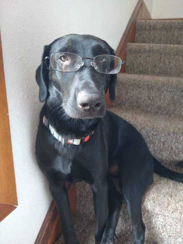 TheConnarchy's tweet photo. @Kikkodama Why else would they be called chocolate labs???? https://t.co/OhwGMsydPe