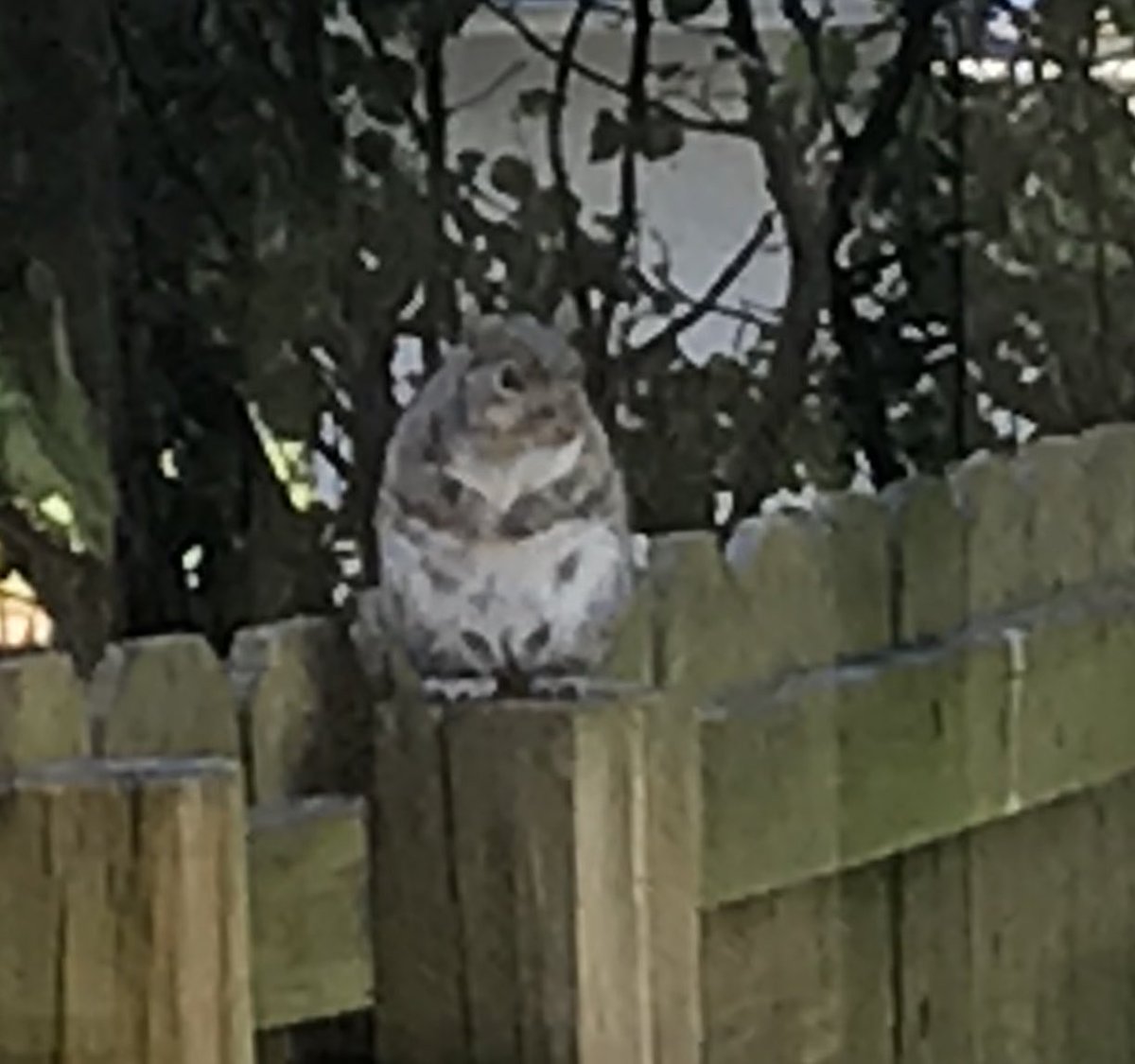 dinarega's tweet photo. @wedge9986 Covid squirrel March 2020. Wildlife not messin around. 😂 https://t.co/u5DfU9JyJR