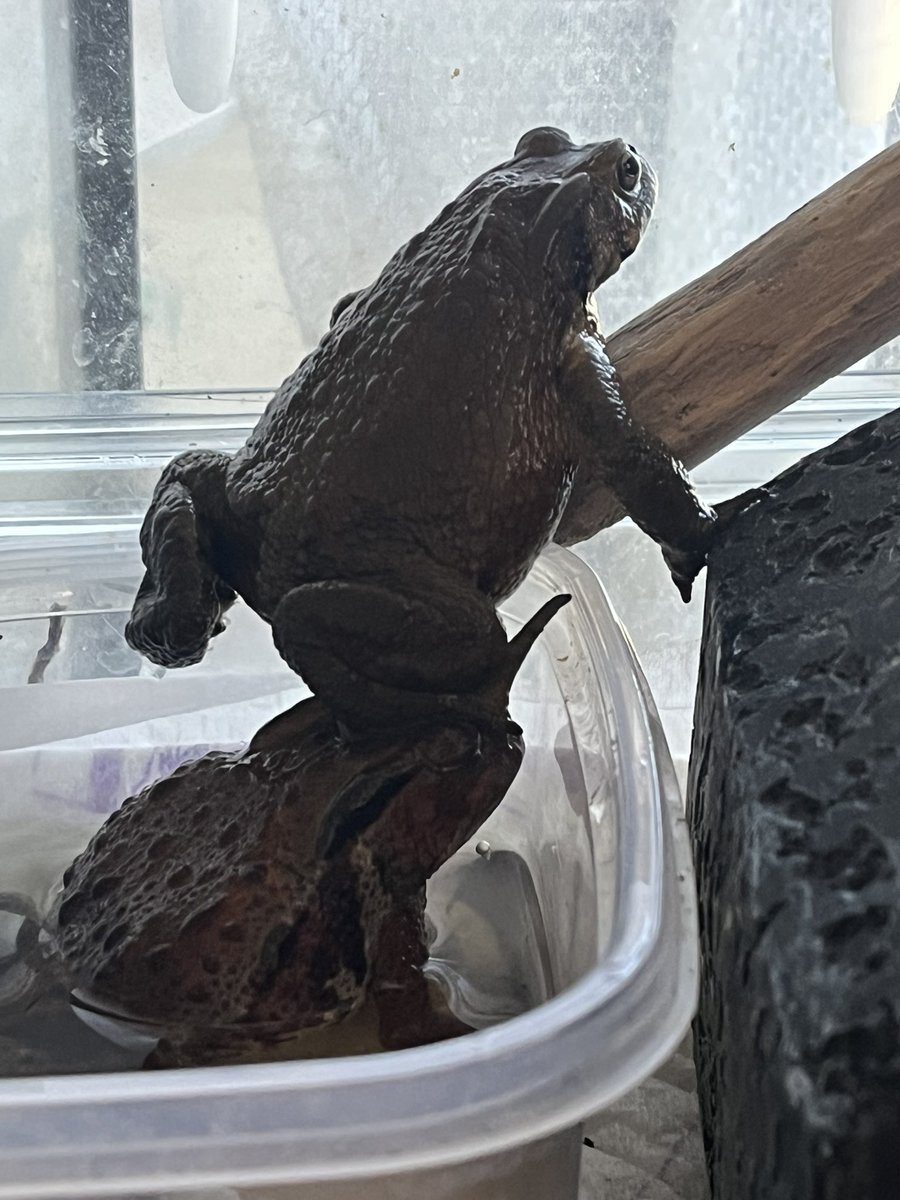 TamuraMaki220's tweet photo. #アズマヒキガエル🐸#ミヤコヒキガエル #ヒキガエル #Frog #blacktoad https://t.co/VL6YXa2P5p