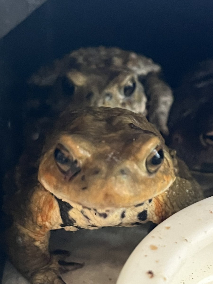 TamuraMaki220's tweet photo. #アズマヒキガエル🐸#ミヤコヒキガエル #ヒキガエル #Frog #blacktoad https://t.co/VL6YXa2P5p