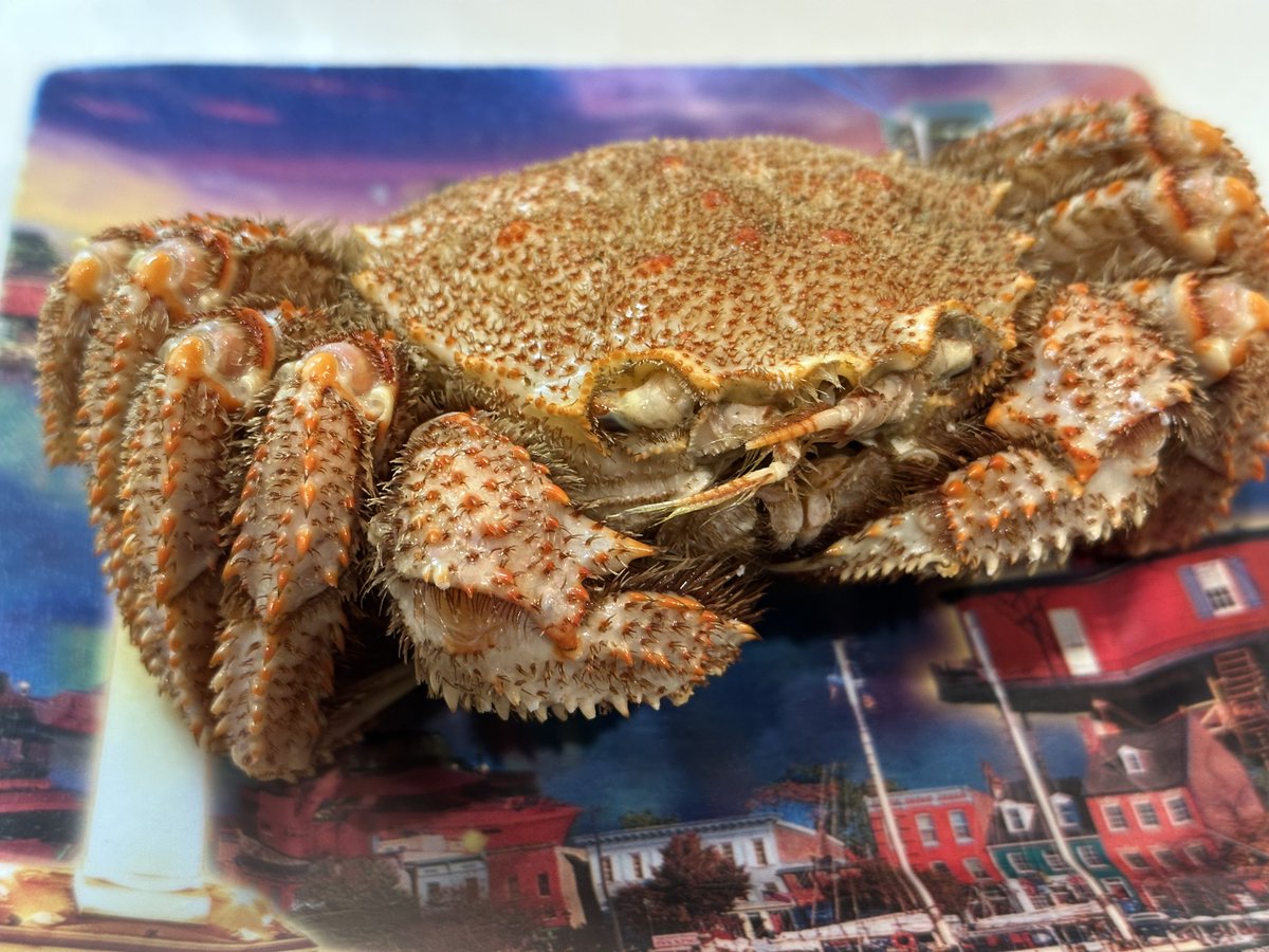 EllieJapan2022's tweet photo. the raw crab, do you think he's mad?
#crab #Japan #Tokyo #stillraw #FamilyAffair #WINTER
#seafood https://t.co/qijV0GiCG8