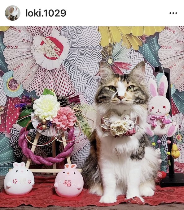 猫ちゃん』の評価や評判、感想など、みんなの反応を1日ごとにまとめて ...