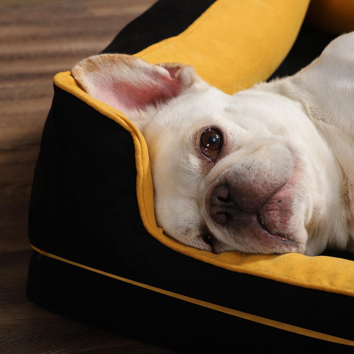 Thepetboutiq (@thepetboutiq) on Twitter photo 