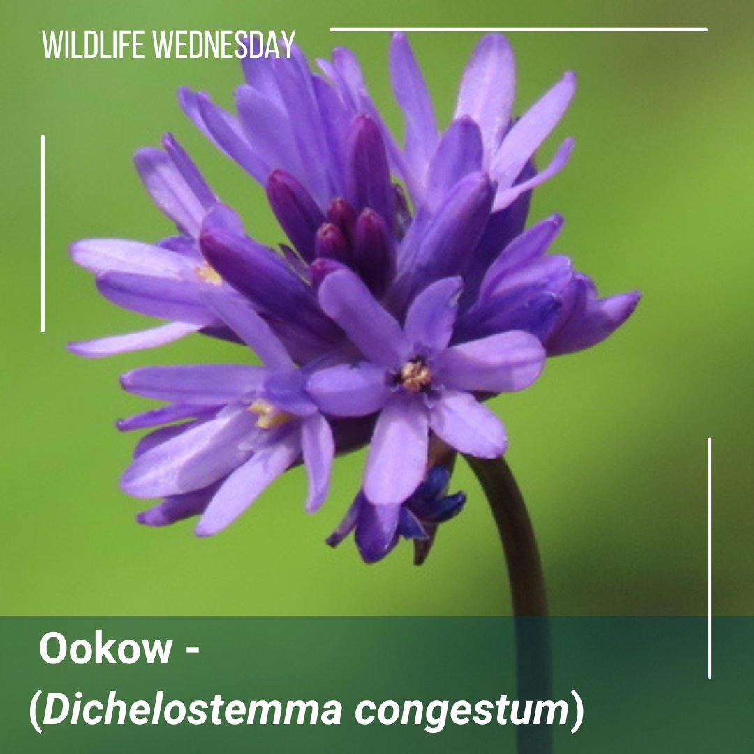 Happy #WildlifeWednesday! 
"The Ookow is a flowering plant native to only California, Oregon, and Washington. It has a tall and thin stem topped with six to fifteen fowers with birght purple petals. It can gow up to two feet tall and likes to be in direct sunlight.