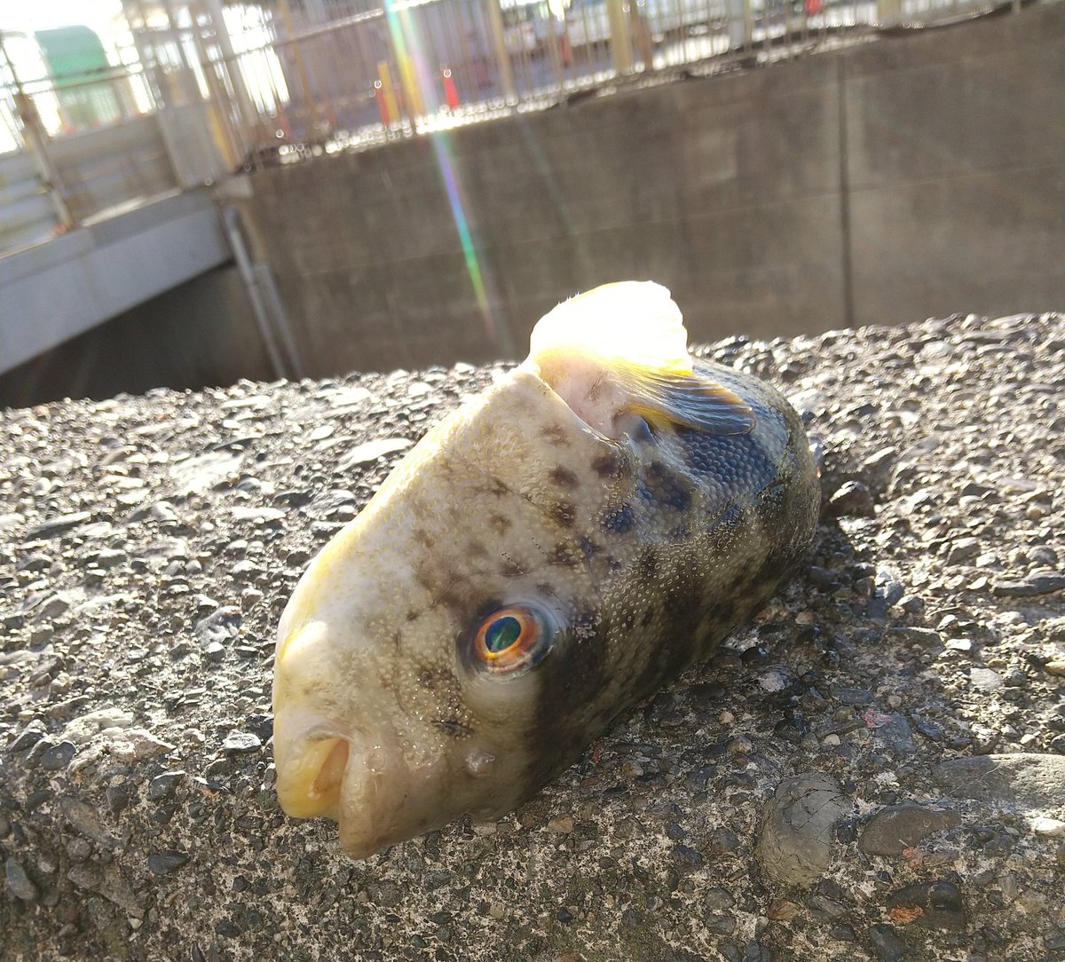 オハ酔いで～す🥃🥴
昨日は個人的に初釣りに🎣行ってきましたが
福🐡🐡🐡ｷﾀ━(ﾟ∀ﾟ)━!
といっても
貴方はお客じゃないねー
延釣会🎣
今年も宜しくオネシャス🤗🎣🙇