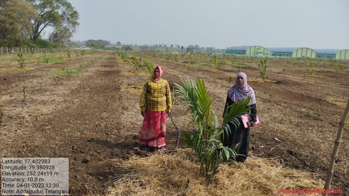 Horti_Athmakur's tweet photo. Inspected Oilpalm plantation field's at Addgudur mandal and vegetables chilli seedlings lifted from COE Mulugu field at  Athmakur mandal and Oilpalm preliminary inspection of Sri.Uppunuthala praveen reddy garu field at Addgudur mandal @Collector_YDR @ACLB_Yadadri @DYadadri https://t.co/Jpo9SFKfVn