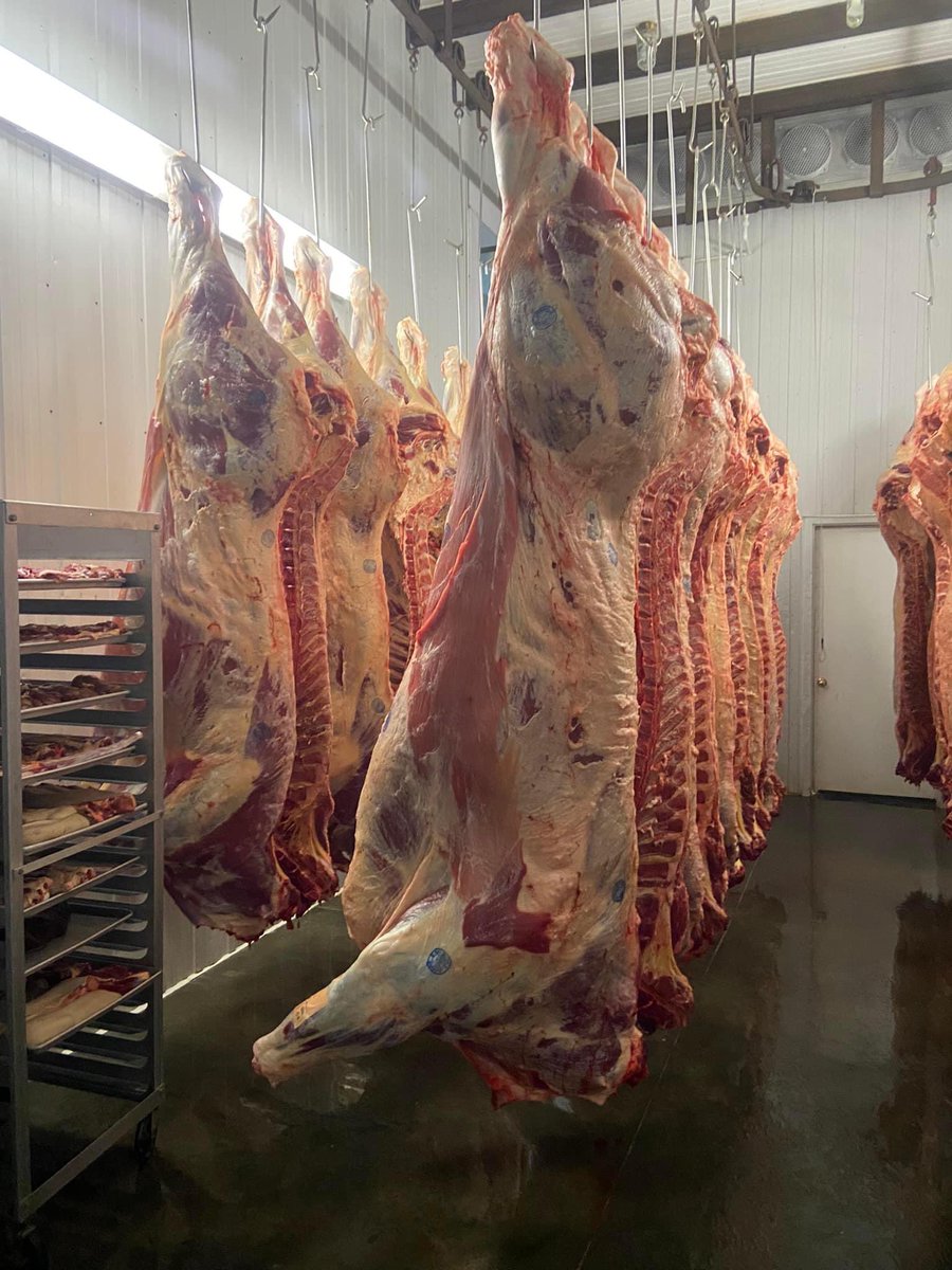 Today was a good day! Seeing our own pasture raised purebred limo hanging in our own provincially inspected facility. Grateful. #limousincattle #cdnlimousin #ontariobeef #farmtotable