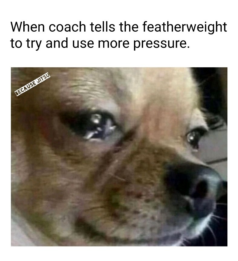 Because_jitsu's tweet image. *sobs in chihuahua*
#BJJ #Dog