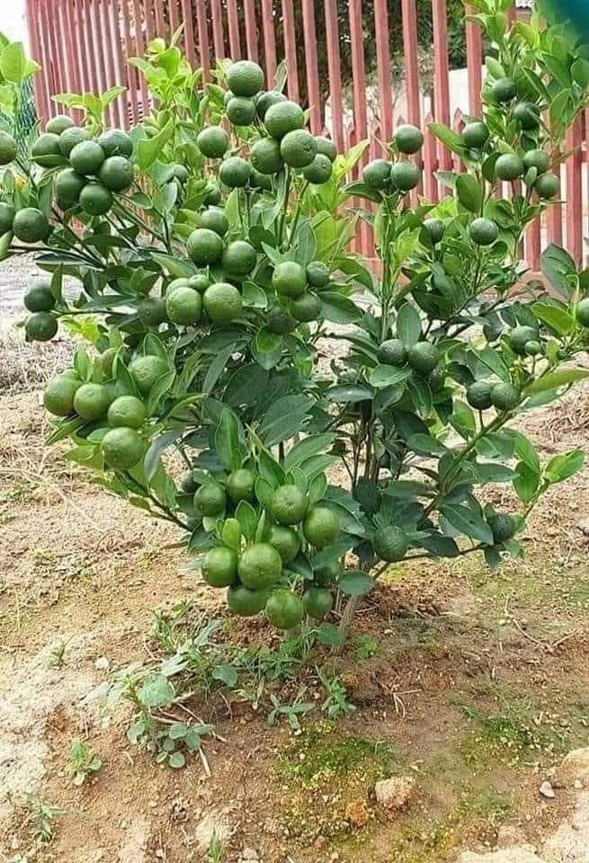PintuPahadi's tweet photo. उत्तर भारत मे इसकी खेती खूब हो रही है माल्टा, सतगुड़ी, जाफ़ा मोसंबी की उन्नत मानी जाती है

@PintuPahadi https://t.co/C28IkWl6Fq