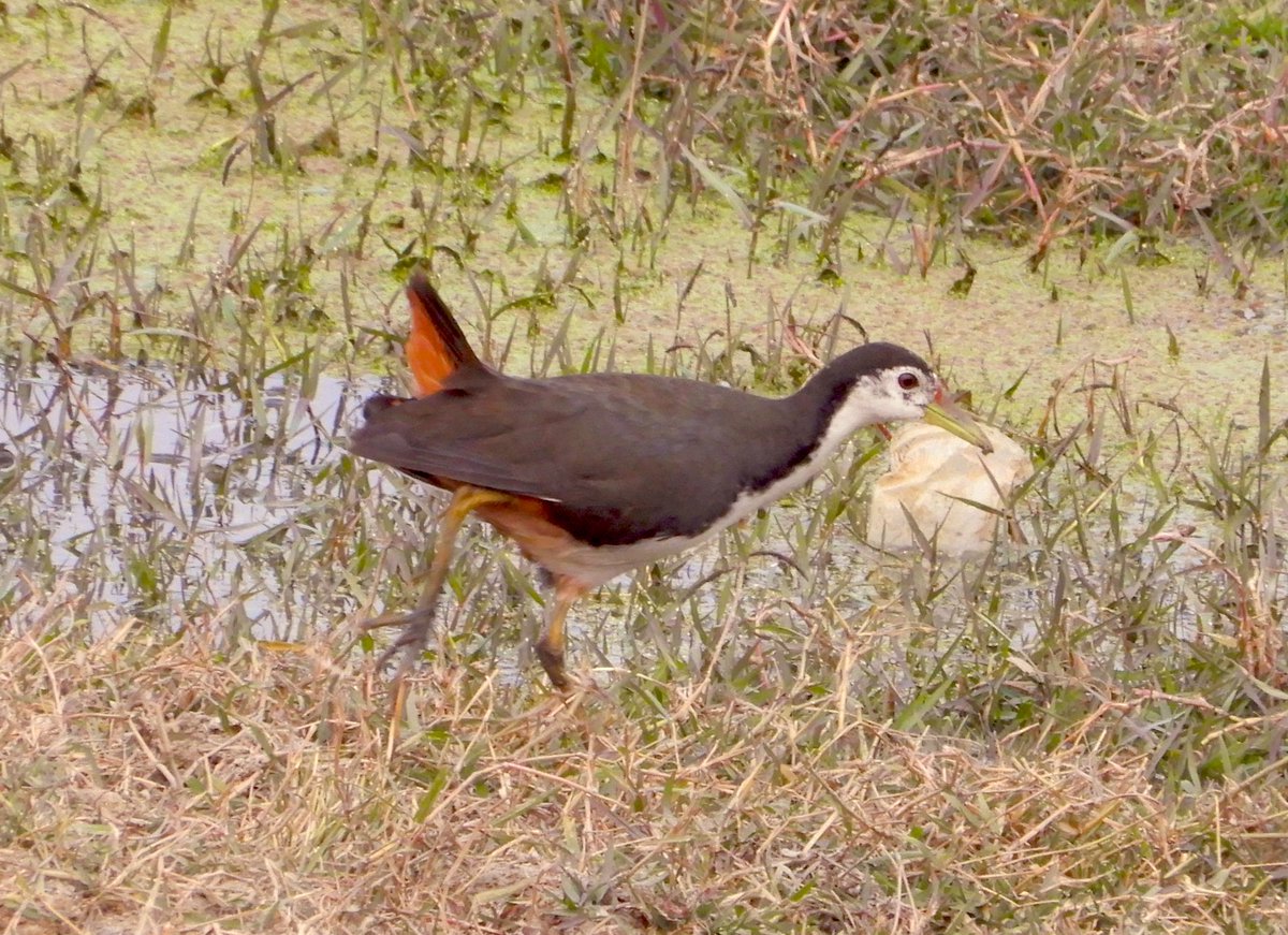nisharai_ggc's tweet photo. Always remember that you are absolutely unique. Just like everyone else.
#birds White Breasted waterhen Asks us to #StopLittering #SayNo2Plastics
#IndiAves #TwitterNatureCommunity #birdwatching #BirdsSeenIn2023 #ThePhotoHour #BBCWildlifePOTD @ParveenKaswan
#BirdsOfTwitter https://t.co/2hG14gvmEr