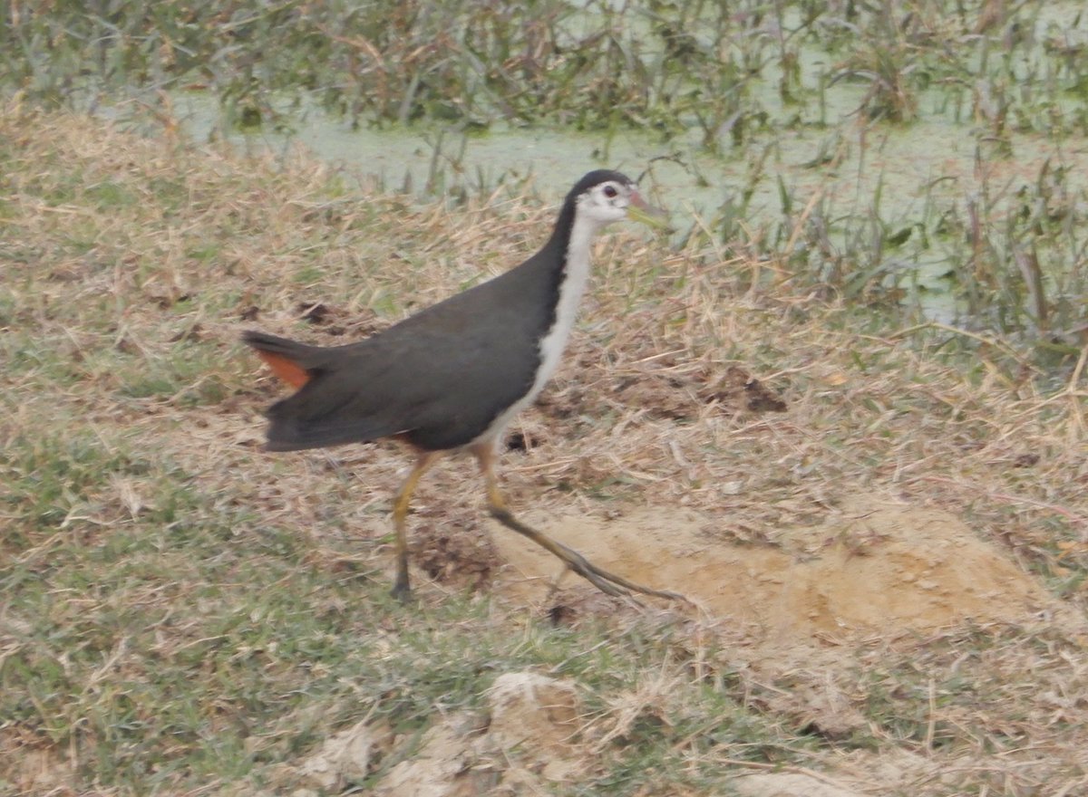 nisharai_ggc's tweet photo. Always remember that you are absolutely unique. Just like everyone else.
#birds White Breasted waterhen Asks us to #StopLittering #SayNo2Plastics
#IndiAves #TwitterNatureCommunity #birdwatching #BirdsSeenIn2023 #ThePhotoHour #BBCWildlifePOTD @ParveenKaswan
#BirdsOfTwitter https://t.co/2hG14gvmEr