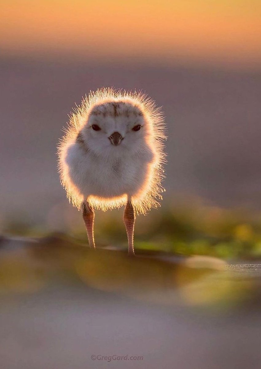 Good night peoples😊😵
#NaturePhotograhpy #naturelovers