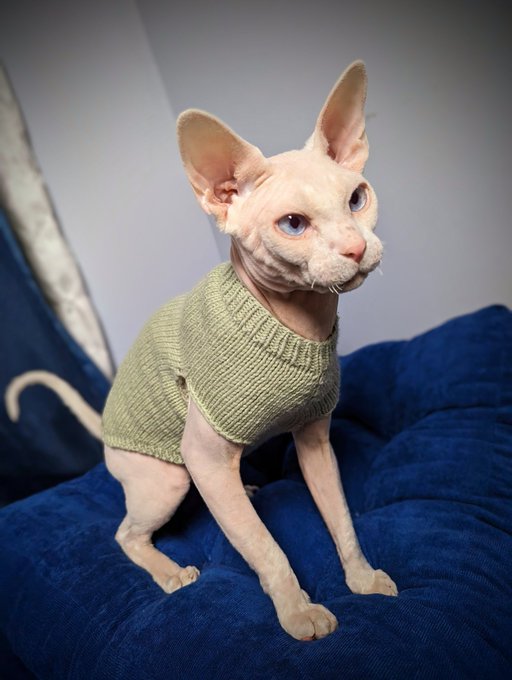I have finally knit Nigel a sweater that actually fits. https://t.co/NF50Vb1Htv