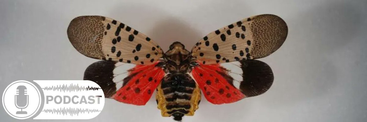 Olivia Reynolds describes the Spotted Lanternfly and why is causes so much damage in the latest ‘The Good, The Bad, and the Bug-ly’ episode. Listen 🎧 here buff.ly/3ddGGLw