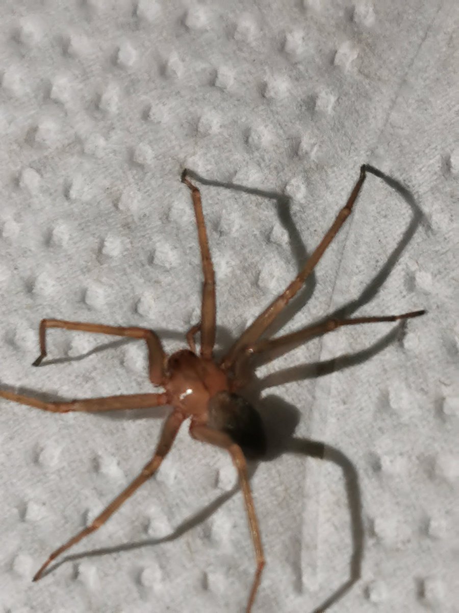 Ezequiel Fernandez tweet media