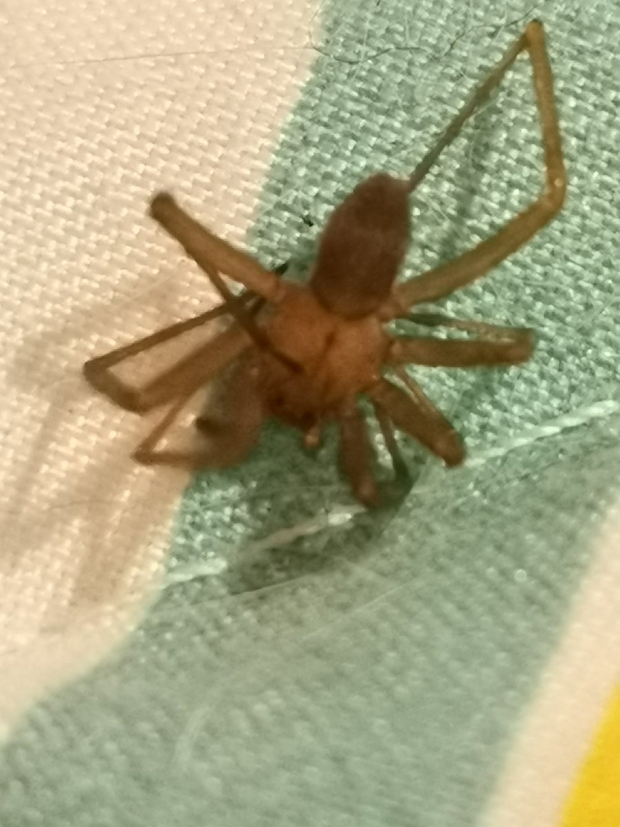 Ezequiel Fernandez tweet media