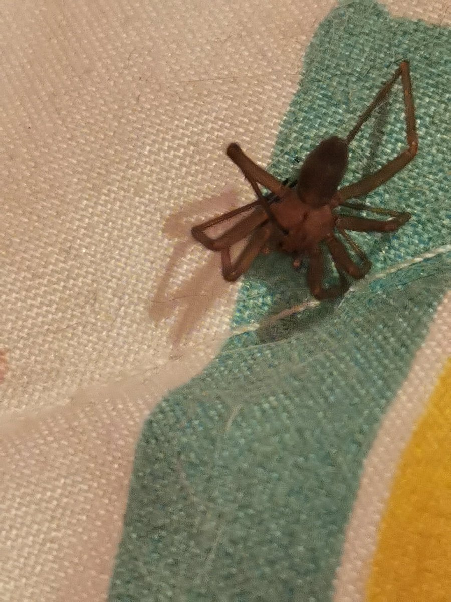 Ezequiel Fernandez tweet media