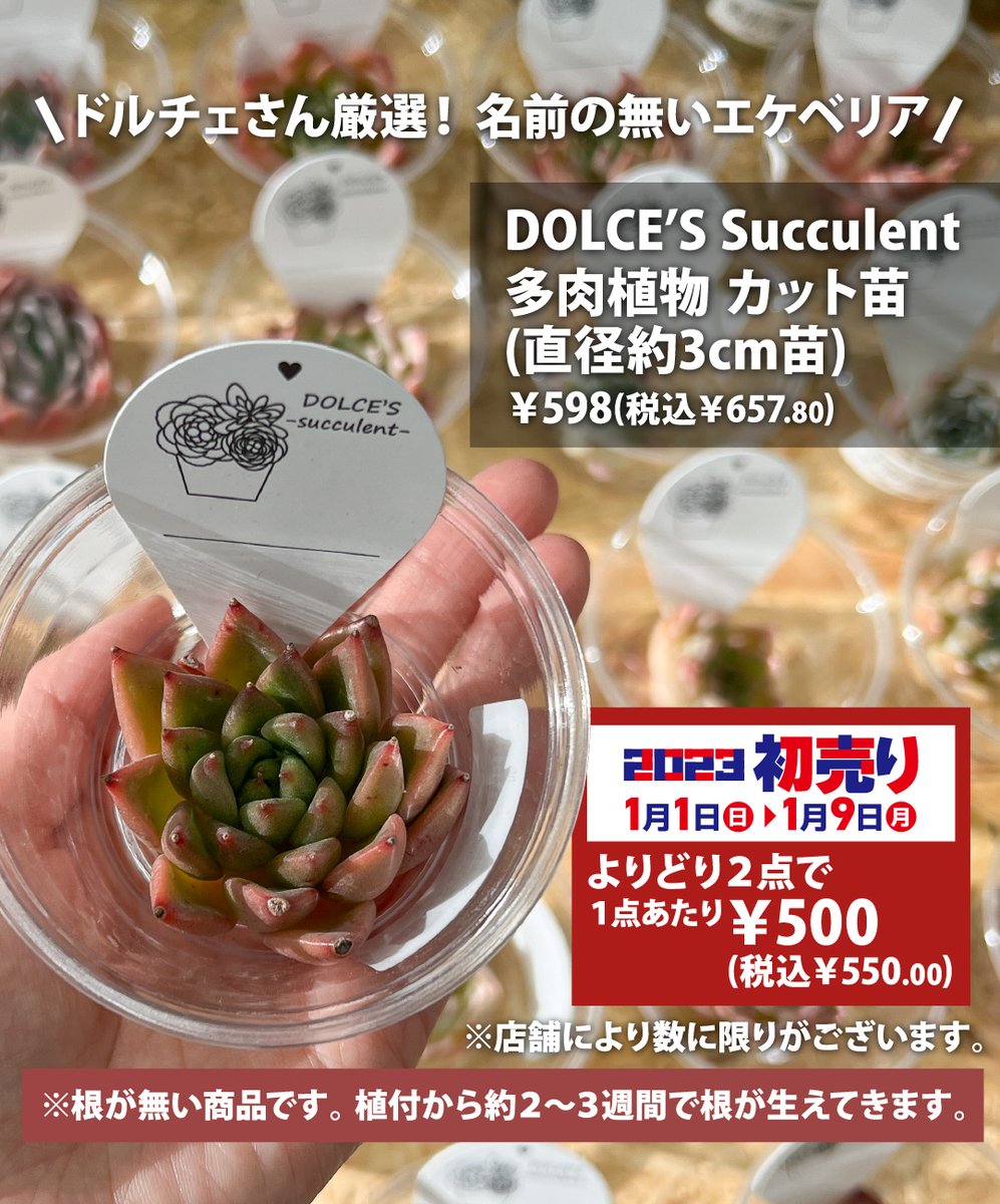 DOLCE'S Succulent」さんの #多肉植物(#カット苗)をご紹介