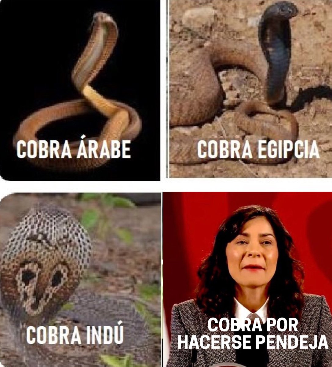 ImpudorPolitico's tweet photo. #MeChoca #VilchisMosa
🫣👇 https://t.co/lnv7kRVbNA