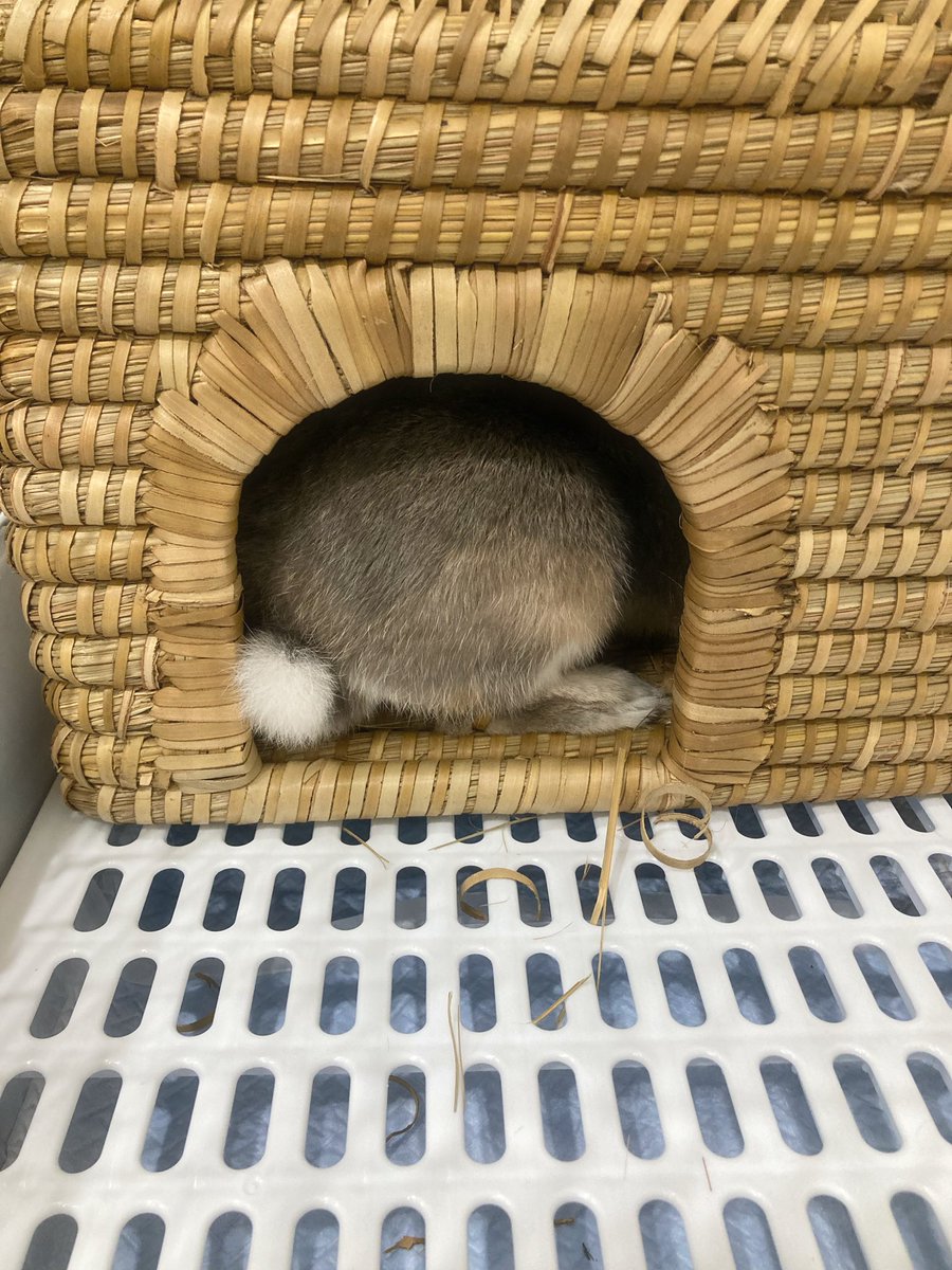 2minimamu2's tweet photo. 新しいお家満喫中(՞ . .՞)❤︎.* https://t.co/pc41XSzzjM