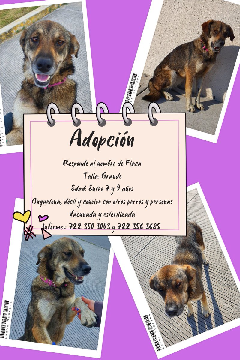 denisse_ugalde's tweet photo. Seguimos buscando un hogar 🏡 amoroso para La Flaca. 🙏🏽 https://t.co/hw5lTlOocX