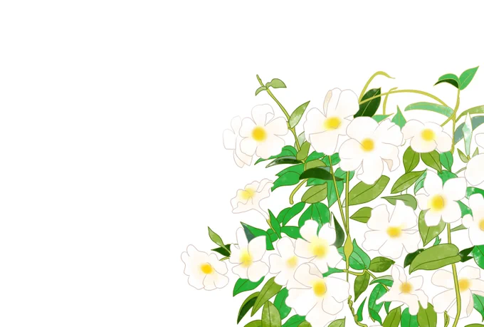 マンデビラもたくさん描いています(*'▽`*) 