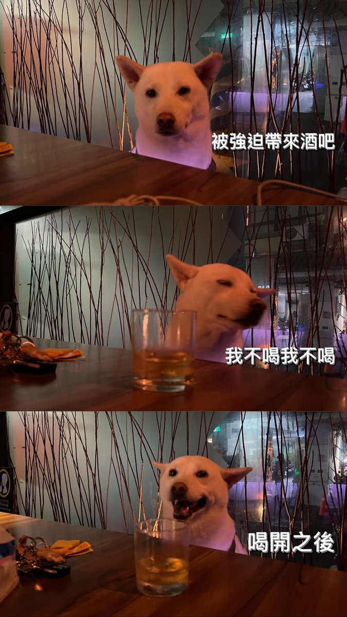 一條白柴 tweet media