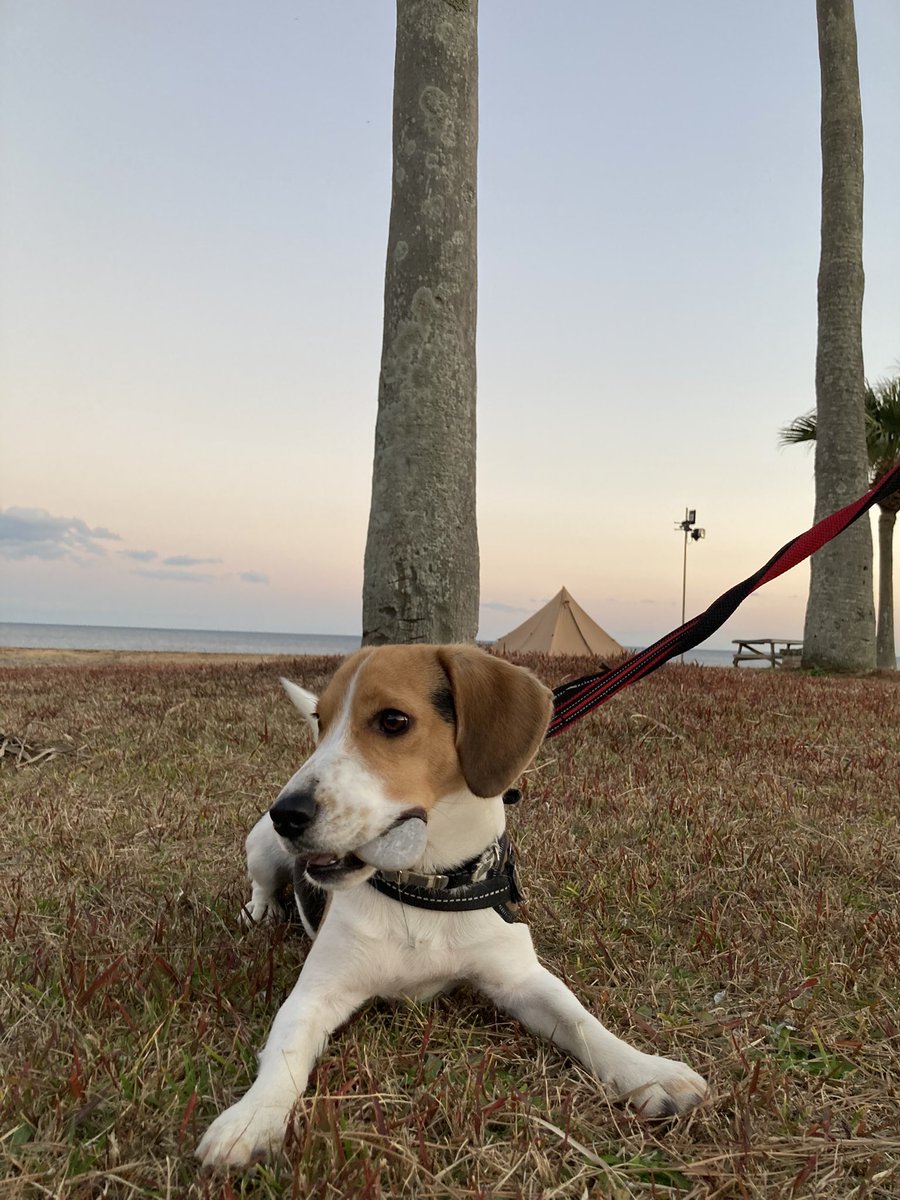 ヤンチャビーグル Buffalo Games Charles Wysocki: Timberline Jacks Jigsaw Puzzle