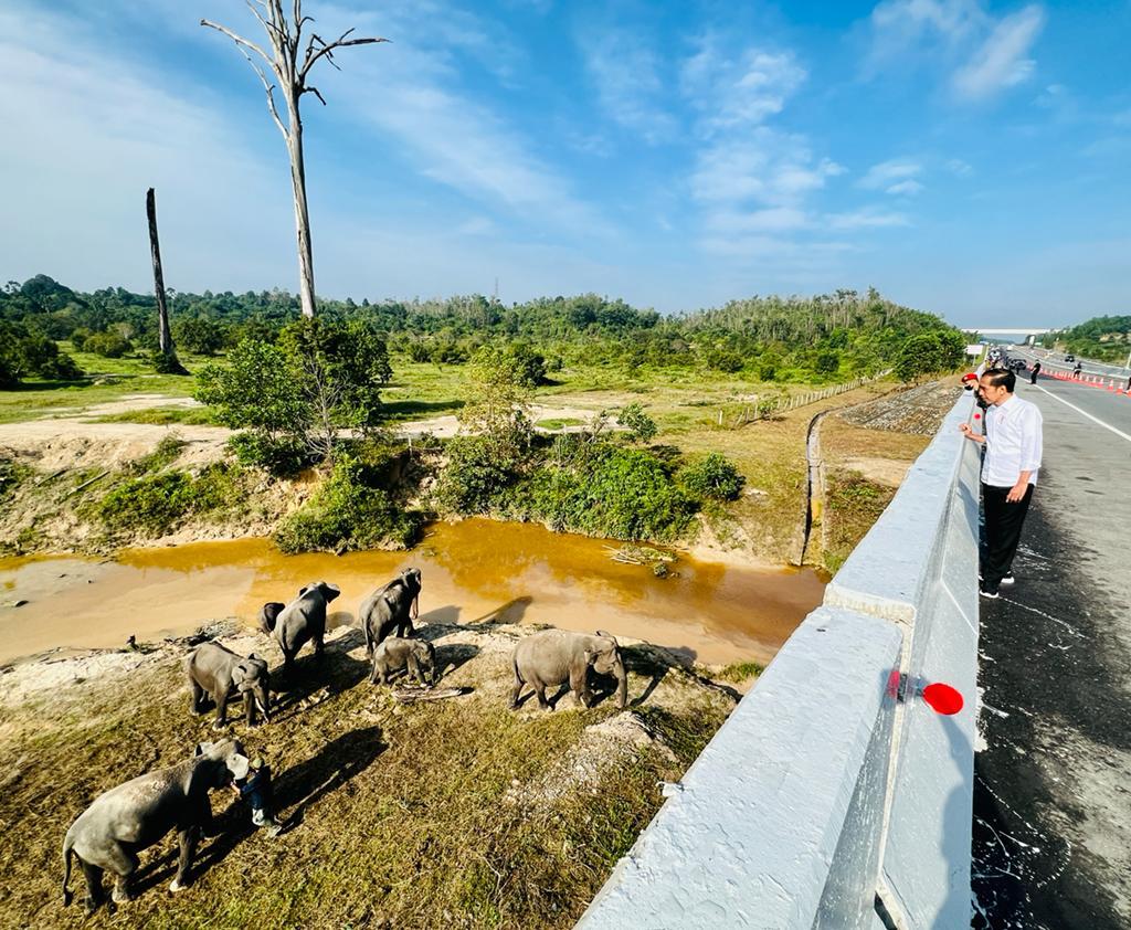 Gajah-gajah terlihat berjalan di bawah ruas tol Pekanbaru-Dumai pagi ini. 

Tepat di titik KM 12 jalan tol ada terowongan yang memang dibuat untuk perlintasan gajah. Ada enam perlintasan seperti ini di ruas tol Pekanbaru-Dumai.
