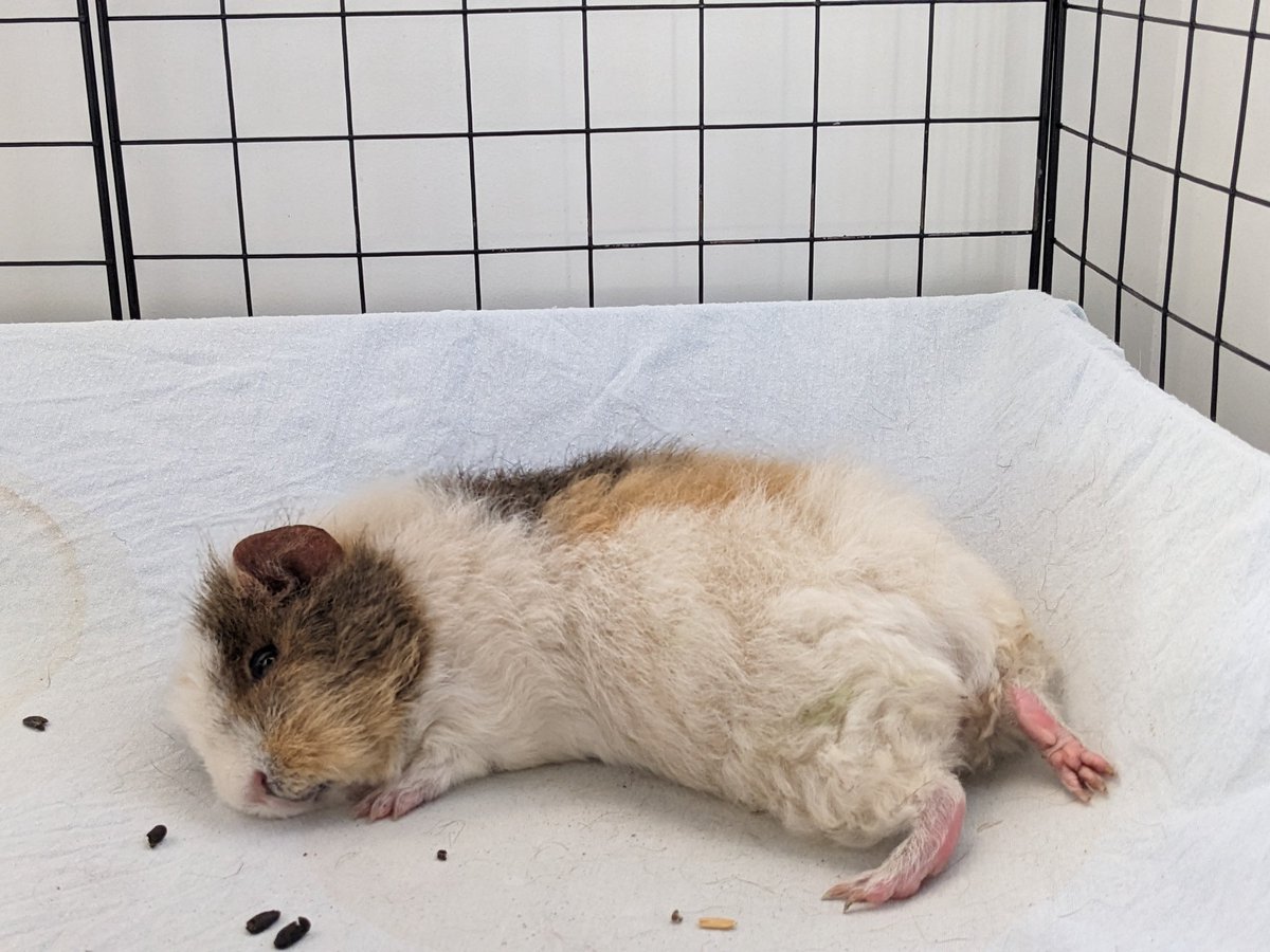 Humoschannel's tweet image. 就寝中のクリーム💤
#guineapig #pet #モルモット #小動物 #癒やし