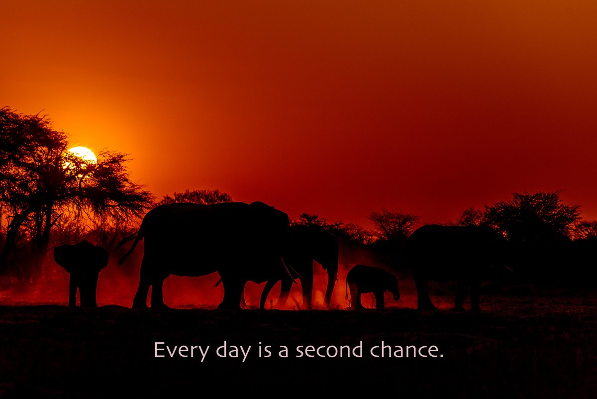 In a #sunset state of mind. #elephants #HwangeNationalPark