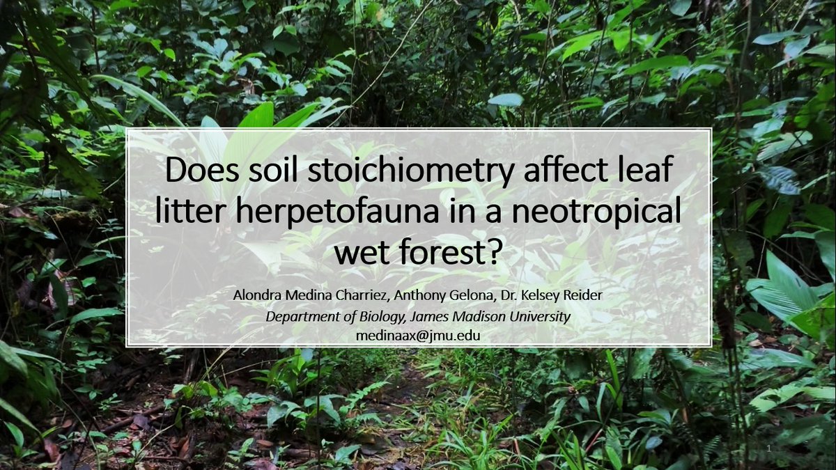 proranas's tweet image. Join us Thursday at 9:15 AM at #SICB2023 for a talk about rain forest herp communities along a soil nutrient gradient by grad student Alondra Medina-Charriez - room 201-202