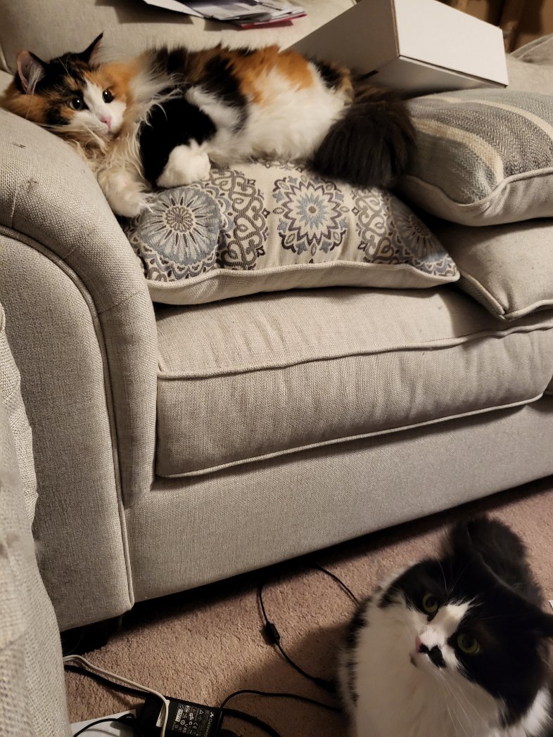 RomGuns's tweet photo. So my cats appear traumatized by their existence.  I mean bed and cozy couch whats traumatic about that. Siblings go figure. #CatsofTwittter https://t.co/wlEaE1xR6g
