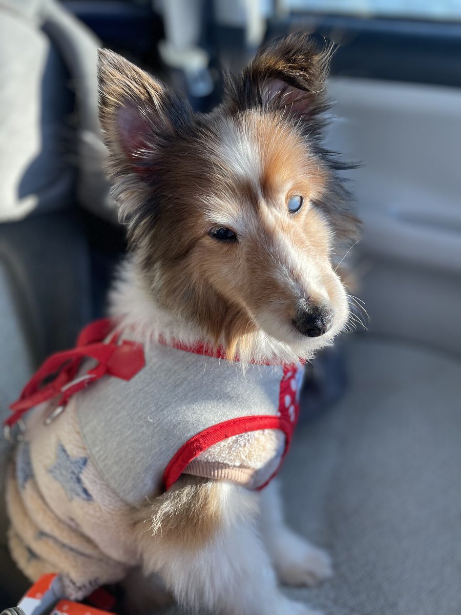 よこ on Twitter "RT tochigisatooya 【里親募集】「小さな シェルティ ビビちゃん」栃木県 宇都宮市