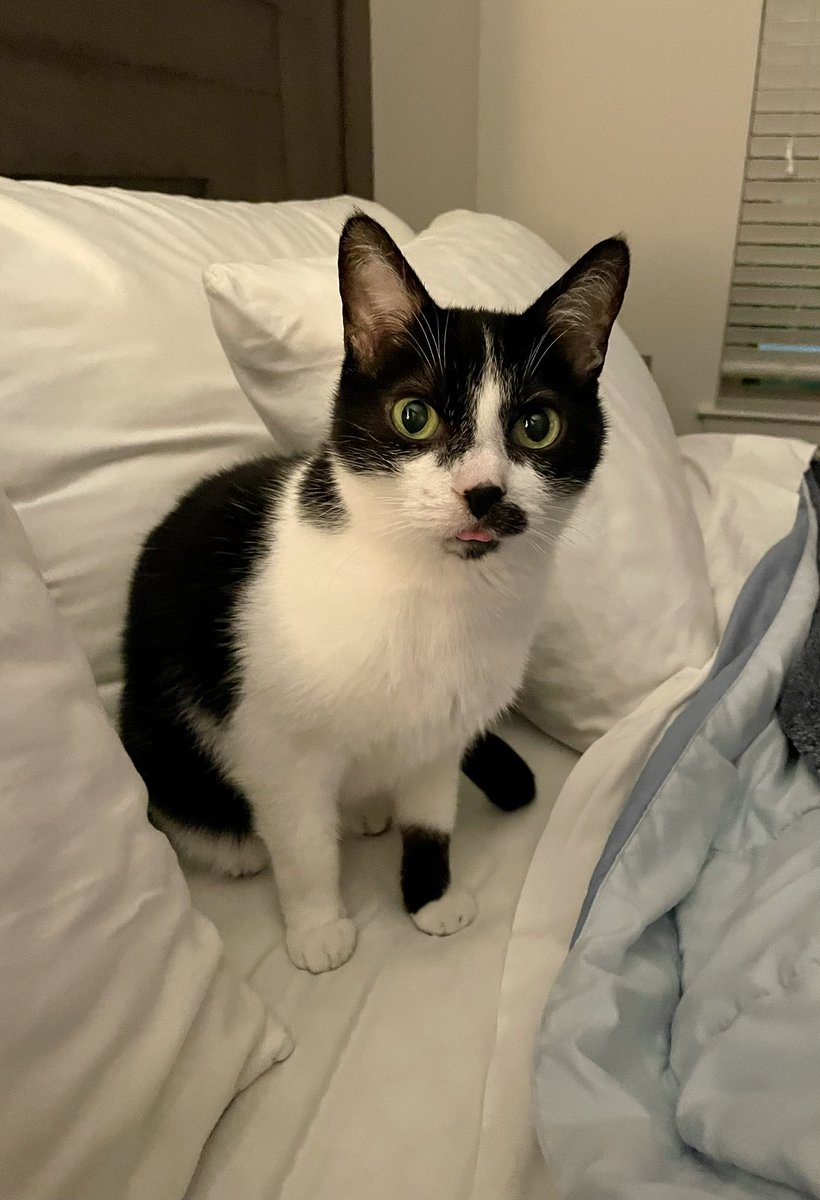 ConfettiJen's tweet photo. @jennEHbeee I feel you. Only thing keeping me going most days is this little old man kitty. ❤️ https://t.co/PdXDMfNtHw