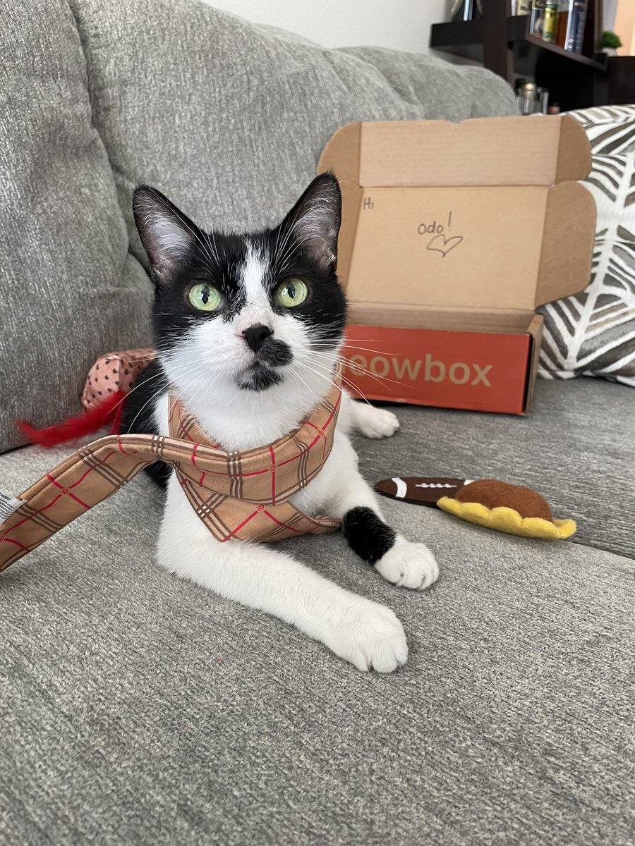 ConfettiJen's tweet photo. @jennEHbeee I feel you. Only thing keeping me going most days is this little old man kitty. ❤️ https://t.co/PdXDMfNtHw