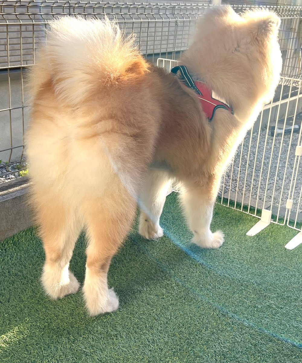 健やかであれ、犬よ… #秋田犬 