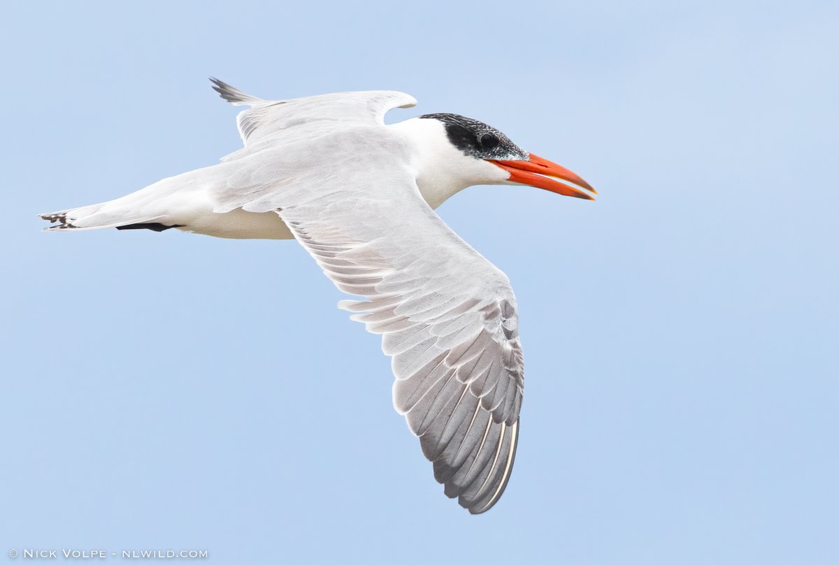 Nick Volpe tweet media